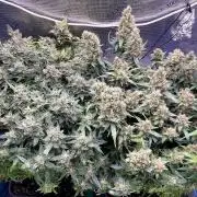 Auto Mimosa x Orange P, OGK, Night Q, G