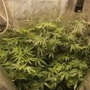 Melonade Runtz, Glueberry OG, PB Kush