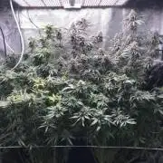 Melonade Runtz, Glueberry OG, PB Kush