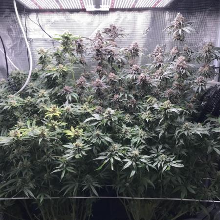 Melonade Runtz, Glueberry OG, PB Kush