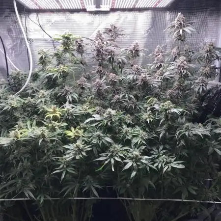 Melonade Runtz, Glueberry OG, PB Kush