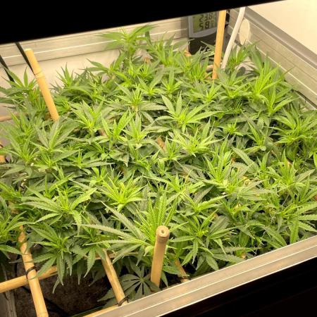 Spliff Strawberry SCROG