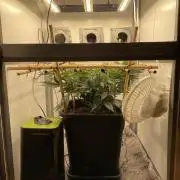 LST420:001 Mokum's Tulip - Dutch Passion