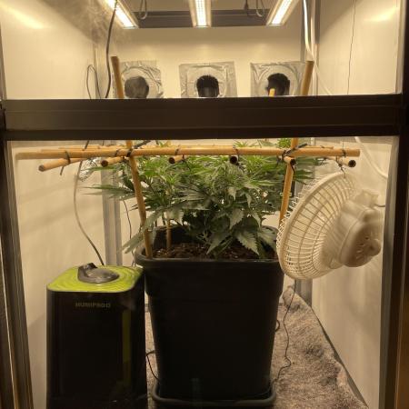 LST420:001 Mokum's Tulip - Dutch Passion