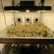 Spliff Strawberry SCROG