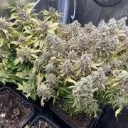 CK, WZ, MPP, Spliff G, 2x4 Autopot