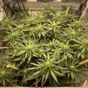 Mokum's Tulip - Dutch Passion GD:001