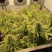 Mokum's Tulip - Dutch Passion GD:001