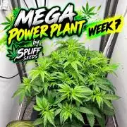 Mega Power Plant Spliff Seeds