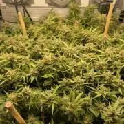 Spliff Strawberry SCROG