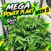 Mega Power Plant Spliff Seeds