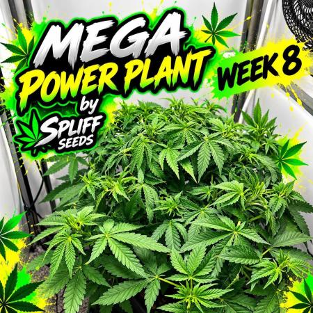 Mega Power Plant Spliff Seeds