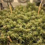 Spliff Strawberry SCROG