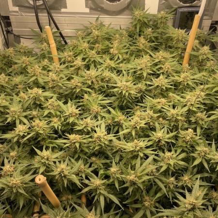 Spliff Strawberry SCROG