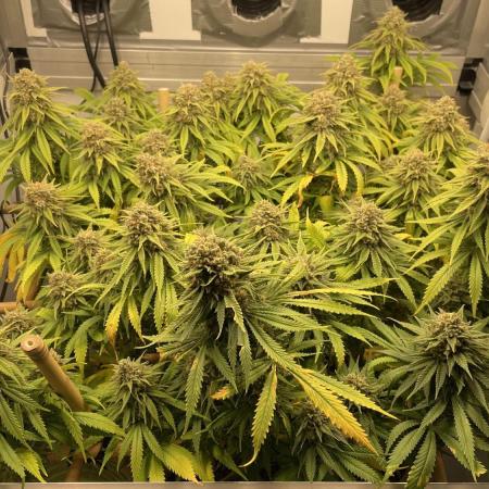 Mokum's Tulip - Dutch Passion GD:001