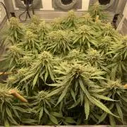 Mokum's Tulip - Dutch Passion GD:001