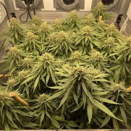 Mokum's Tulip - Dutch Passion GD:001