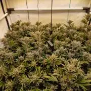 SBC #26 Super Buff Cherry