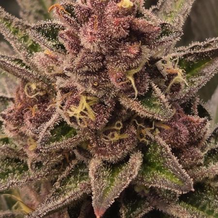 SBC #26 Super Buff Cherry