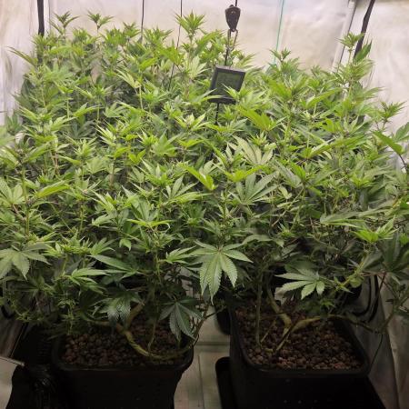 SBC #26 Super Buff Cherry