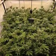 SBC #26 Super Buff Cherry