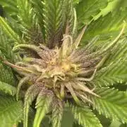 SBC #26 Super Buff Cherry