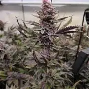 SBC #26 Super Buff Cherry