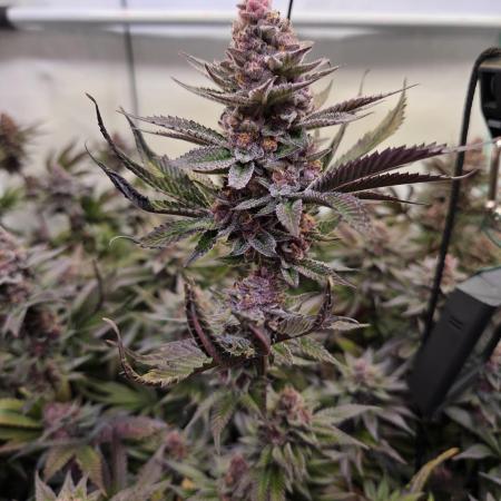 SBC #26 Super Buff Cherry