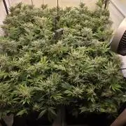 SBC #26 Super Buff Cherry