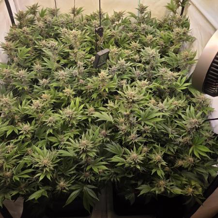 SBC #26 Super Buff Cherry