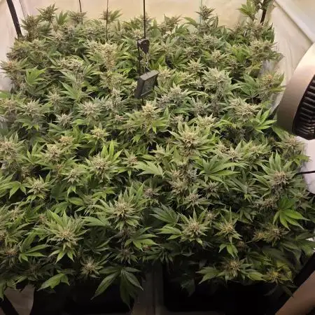 SBC #26 Super Buff Cherry