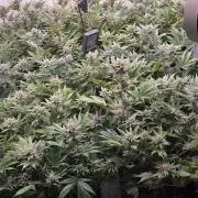 SBC #26 Super Buff Cherry