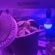 Mango smile fantasmo express cross