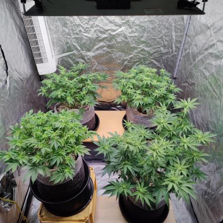 Mercedes, Judith, chappell and Leslie