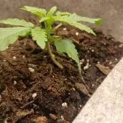 Cannabiz GG auto net pot