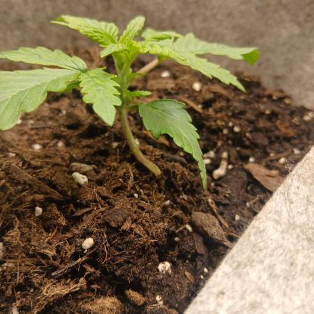 Cannabiz GG auto net pot