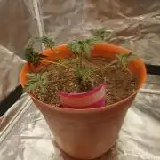 Frosty's auto freak