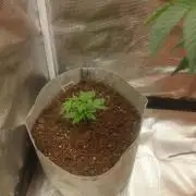 Gorilla Glue found in a bag