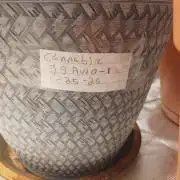 Cannabiz Gorilla glue auto-Pot #1