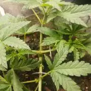 Gorilla Glue found in a bag