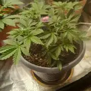 Cannabiz Gorilla glue auto-Pot #1