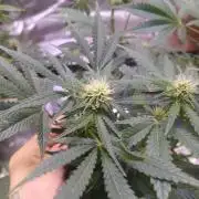 Cannabiz GG auto net pot