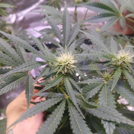 Cannabiz GG auto net pot