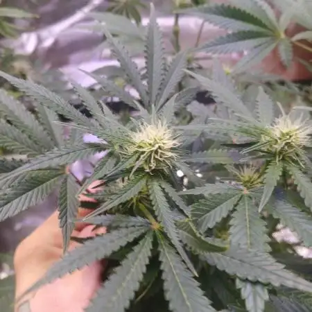 Cannabiz GG auto net pot