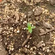 Cannabiz Gorilla glue auto - Pot 2