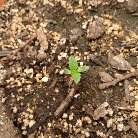 Cannabiz Gorilla glue auto - Pot 2