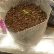Cannabiz GG auto net pot