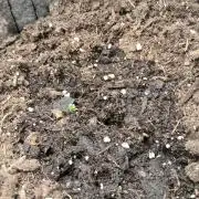 Cannabiz GG auto net pot