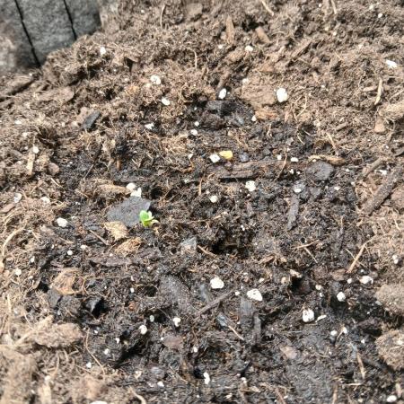 Cannabiz GG auto net pot