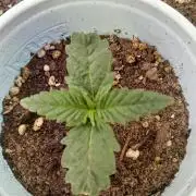 Gorilla Glue found in a bag